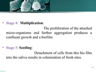 • Stage 4: Multiplication:
The proliferation of the attached
micro-organisms and further aggregation produces a
confluent growth and a biofilm.
• Stage 5: Seeding:
Detachment of cells from this bio film
into the saliva results in colonization of fresh sites.
100
 