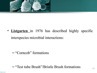 • Listgarten in 1976 has described highly specific
interspecies microbial interactions:
– “Corncob” formations
– “Test tube Brush”/Bristle Brush formations 101
 
