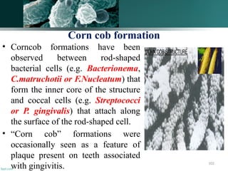 102
Corn cob formation
• Corncob formations have been
observed between rod-shaped
bacterial cells (e.g. Bacterionema,
C.matruchotii or F.Nucleatum) that
form the inner core of the structure
and coccal cells (e.g. Streptococci
or P. gingivalis) that attach along
the surface of the rod-shaped cell.
• “Corn cob” formations were
occasionally seen as a feature of
plaque present on teeth associated
with gingivitis.
 