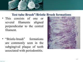 103
Test tube Brush”/Bristle Brush formations
• This consists of one or
several filaments aligned
perpendicular to the central
filament.
• “Bristle-brush” formations
are commonly seen in the
subgingival plaque of teeth
associated with periodontitis.
 