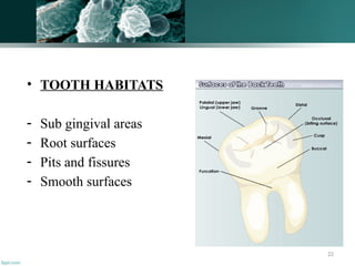 22
• TOOTH HABITATS
- Sub gingival areas
- Root surfaces
- Pits and fissures
- Smooth surfaces
 