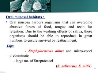 Oral mucosal habitats :
• Oral mucosa harbors organisms that can overcome
abrasive forces of food, tongue and teeth for
retention. Due to the washing effects of saliva, these
organisms should be able to reproduce in great
numbers to ensure survival by reattachment.
Lips
- Staphylococcus albus and micro-cocci
predominate
- large no. of Streptococci
(S. salivarius, S. mitis) 23
 
