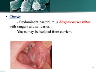 • Cheeks
- Predominant bacterium is Streptococcus mitor
with sanguis and salivarius .
- Yeasts may be isolated from carriers.
24
 