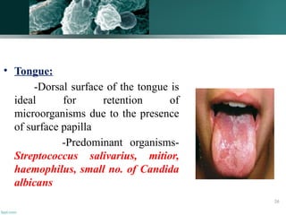 • Tongue:
-Dorsal surface of the tongue is
ideal for retention of
microorganisms due to the presence
of surface papilla
-Predominant organisms-
Streptococcus salivarius, mitior,
haemophilus, small no. of Candida
albicans
26
 