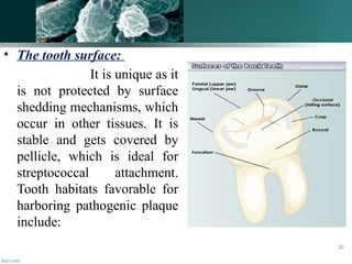 • The tooth surface:
It is unique as it
is not protected by surface
shedding mechanisms, which
occur in other tissues. It is
stable and gets covered by
pellicle, which is ideal for
streptococcal attachment.
Tooth habitats favorable for
harboring pathogenic plaque
include:
30
 