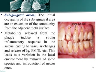 • Sub-gingival areas: The initial
occupants of the sub- gingival area
are an extension of the community
from the adjacent tooth surface.
• Metabolites released from the
plaque induce a strong
inflammatory response in the
sulcus leading to vascular changes
and release of Ig, PMNL etc. This
leads to a variation in the local
environment by removal of some
species and introduction of newer
ones. 34
 