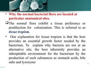 • Why the normal bacterial flora are located at
particular anatomical sites.
The normal flora exhibit a tissue preference or
predilection for colonization. This is referred to as
tissue tropism.
• One explanation for tissue tropism is that the host
provides an essential growth factor needed by the
bacterium. To explain why bacteria are not at an
alternative site, the host inherently provides an
inhospitable environment for the bacterium by the
production of such substances as stomach acids, bile
salts and lysozyme 36
 