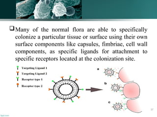 Many of the normal flora are able to specifically
colonize a particular tissue or surface using their own
surface components like capsules, fimbriae, cell wall
components, as specific ligands for attachment to
specific receptors located at the colonization site.
37
 
