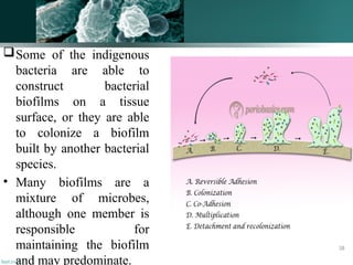 Some of the indigenous
bacteria are able to
construct bacterial
biofilms on a tissue
surface, or they are able
to colonize a biofilm
built by another bacterial
species.
• Many biofilms are a
mixture of microbes,
although one member is
responsible for
maintaining the biofilm
and may predominate.
38
 