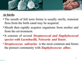 At birth:
• The mouth of full term foetus is usually sterile, transient
flora from the birth canal may be acquired.
• Mouth then rapidly acquires organisms from mother and
from the environment.
• It consists of several Streptococcal and Staphylococcal
species with Lactobacilli, Neisseria and Yeasts.
• Streptococcus salivarius is the most common and forms
the pioneer community with Staphylococcus albus.
41
 