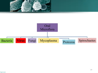 69
Oral
Microflora
Bacteria Virus Fungi Protozoa
Mycoplasma Spirochaetes
 