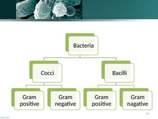 70
Bacteria
Cocci
Gram
positive
Gram
negative
Bacilli
Gram
positive
Gram
nagative
 