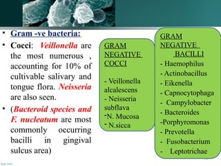 73
• Gram -ve bacteria:
• Cocci: Veillonella are
the most numerous ,
accounting for 10% of
cultivable salivary and
tongue flora. Neisseria
are also seen.
• (Bacteroid species and
F. nucleatum are most
commonly occurring
bacilli in gingival
sulcus area)
GRAM
NEGATIVE
COCCI
- Veillonella
alcalescens
- Neisseria
subflava
-N. Mucosa
- N.sicca
GRAM
NEGATIVE
BACILLI
- Haemophilus
- Actinobacillus
- Eikenella
- Capnocytophaga
- Campylobacter
- Bacteroides
-Porphyromonas
- Prevotella
- Fusobacterium
- Leptotrichae
 