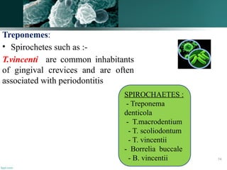 Treponemes:
• Spirochetes such as :-
T.vincenti are common inhabitants
of gingival crevices and are often
associated with periodontitis
SPIROCHAETES :
- Treponema
denticola
- T.macrodentium
- T. scoliodontum
- T. vincentii
- Borrelia buccale
- B. vincentii 74
 