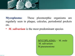 75
Mycoplasma: These pleomorphic organisms are
regularly seen in plaque, calculus, periodontal pockets
etc.
• M. salivarium is the most predominant species
MYCOPLASMA – M. orale
M. salivarium
M.pneumonione
 