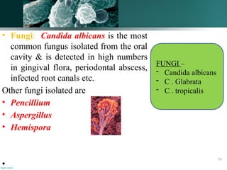 • Fungi: Candida albicans is the most
common fungus isolated from the oral
cavity & is detected in high numbers
in gingival flora, periodontal abscess,
infected root canals etc.
Other fungi isolated are
• Pencillium
• Aspergillus
• Hemispora
•
FUNGI –
- Candida albicans
- C . Glabrata
- C . tropicalis
76
 