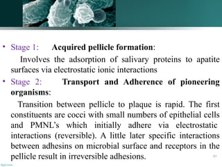 • Stage 1: Acquired pellicle formation:
Involves the adsorption of salivary proteins to apatite
surfaces via electrostatic ionic interactions
• Stage 2: Transport and Adherence of pioneering
organisms:
Transition between pellicle to plaque is rapid. The first
constituents are cocci with small numbers of epithelial cells
and PMNL’s which initially adhere via electrostatic
interactions (reversible). A little later specific interactions
between adhesins on microbial surface and receptors in the
pellicle result in irreversible adhesions. 97
 