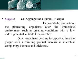 • Stage 3: Co-Aggregation (Within 1-3 days):
The metabolic products of
the pioneering organisms alter the immediate
environment such as creating conditions with a low
redox potential suitable for anaerobes.
Other organisms become incorporated into the
plaque with a resulting gradual increase in microbial
complexity, biomass and thickness.
99
 