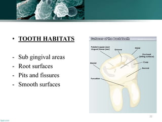 • TOOTH HABITATS
- Sub gingival areas
- Root surfaces
- Pits and fissures
- Smooth surfaces
22
 
