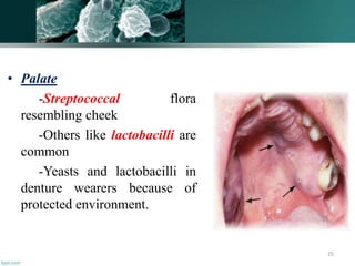 • Palate
-Streptococcal flora
resembling cheek
-Others like lactobacilli are
common
-Yeasts and lactobacilli in
denture wearers because of
protected environment.
25
 