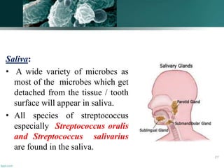 Saliva:
• A wide variety of microbes as
most of the microbes which get
detached from the tissue / tooth
surface will appear in saliva.
• All species of streptococcus
especially Streptococcus oralis
and Streptococcus salivarius
are found in the saliva.
27
 