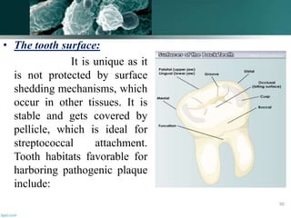 • The tooth surface:
It is unique as it
is not protected by surface
shedding mechanisms, which
occur in other tissues. It is
stable and gets covered by
pellicle, which is ideal for
streptococcal attachment.
Tooth habitats favorable for
harboring pathogenic plaque
include:
30
 