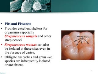 • Pits and Fissures:
• Provides excellent shelters for
organisms especially
Streptococcus sanguis and other
streptococci.
• Streptococcus mutans can also
be isolated at these sites even in
the absence of caries.
• Obligate anaerobes and gram –ve
species are infrequently isolated
or are absent.
31
 