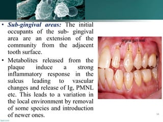 • Sub-gingival areas: The initial
occupants of the sub- gingival
area are an extension of the
community from the adjacent
tooth surface.
• Metabolites released from the
plaque induce a strong
inflammatory response in the
sulcus leading to vascular
changes and release of Ig, PMNL
etc. This leads to a variation in
the local environment by removal
of some species and introduction
of newer ones. 34
 