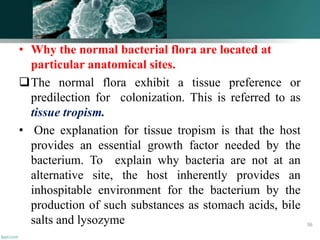 • Why the normal bacterial flora are located at
particular anatomical sites.
The normal flora exhibit a tissue preference or
predilection for colonization. This is referred to as
tissue tropism.
• One explanation for tissue tropism is that the host
provides an essential growth factor needed by the
bacterium. To explain why bacteria are not at an
alternative site, the host inherently provides an
inhospitable environment for the bacterium by the
production of such substances as stomach acids, bile
salts and lysozyme 36
 