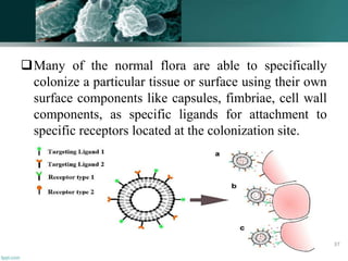 Many of the normal flora are able to specifically
colonize a particular tissue or surface using their own
surface components like capsules, fimbriae, cell wall
components, as specific ligands for attachment to
specific receptors located at the colonization site.
37
 