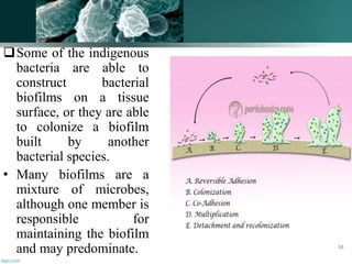 Some of the indigenous
bacteria are able to
construct bacterial
biofilms on a tissue
surface, or they are able
to colonize a biofilm
built by another
bacterial species.
• Many biofilms are a
mixture of microbes,
although one member is
responsible for
maintaining the biofilm
and may predominate. 38
 