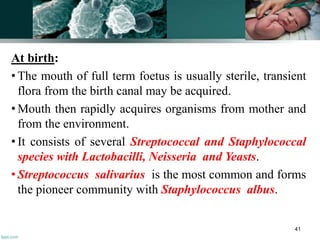 At birth:
• The mouth of full term foetus is usually sterile, transient
flora from the birth canal may be acquired.
• Mouth then rapidly acquires organisms from mother and
from the environment.
• It consists of several Streptococcal and Staphylococcal
species with Lactobacilli, Neisseria and Yeasts.
• Streptococcus salivarius is the most common and forms
the pioneer community with Staphylococcus albus.
41
 