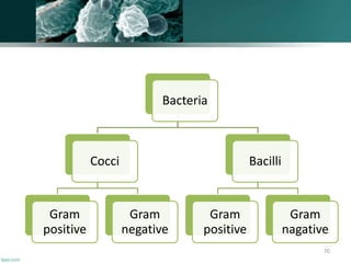Bacteria
Cocci
Gram
positive
Gram
negative
Bacilli
Gram
positive
Gram
nagative
70
 