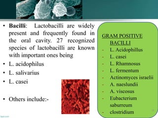 • Bacilli: Lactobacilli are widely
present and frequently found in
the oral cavity. 27 recognized
species of lactobacilli are known
with important ones being
• L. acidophilus
• L. salivarius
• L. casei
• Others include:-
GRAM POSITIVE
BACILLI
- L. Acidophillus
- L. casei
- L. Rhamnosus
- L. fermentum
- Actinomyces israelii
- A. naeslundii
- A. viscosus
- Eubacterium
saburreum
- clostridium 72
 