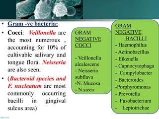 • Gram -ve bacteria:
• Cocci: Veillonella are
the most numerous ,
accounting for 10% of
cultivable salivary and
tongue flora. Neisseria
are also seen.
• (Bacteroid species and
F. nucleatum are most
commonly occurring
bacilli in gingival
sulcus area)
GRAM
NEGATIVE
COCCI
- Veillonella
alcalescens
- Neisseria
subflava
-N. Mucosa
- N.sicca
GRAM
NEGATIVE
BACILLI
- Haemophilus
- Actinobacillus
- Eikenella
- Capnocytophaga
- Campylobacter
- Bacteroides
-Porphyromonas
- Prevotella
- Fusobacterium
- Leptotrichae
73
 