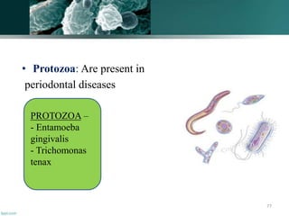 • Protozoa: Are present in
periodontal diseases
77
PROTOZOA –
- Entamoeba
gingivalis
- Trichomonas
tenax
 