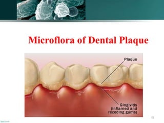 Microflora of Dental Plaque
81
 