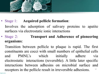 • Stage 1: Acquired pellicle formation:
Involves the adsorption of salivary proteins to apatite
surfaces via electrostatic ionic interactions
• Stage 2: Transport and Adherence of pioneering
organisms:
Transition between pellicle to plaque is rapid. The first
constituents are cocci with small numbers of epithelial cells
and PMNL’s which initially adhere via
electrostatic interactions (reversible). A little later specific
interactions between adhesins on microbial surface and
receptors in the pellicle result in irreversible adhesions. 97
 