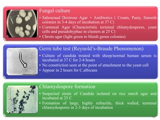 Fungal culture
• Sabouraud Dextrose Agar + Antibiotics ( Cream, Pasty, Smooth
colonies in 3-4 days of incubation at 37 C)
• Cornmeal Agar (Characteristic terminal chlamydospores, yeast
cells and pseudohyphae in clusters at 25 C)
• Chrom agar (light green to bluish green colonies)
Germ tube test (Reynold’s-Braude Phenomenon)
• Culture of candida treated with sheep/normal human serum is
incubated at 37 C for 2-4 hours
• No constriction seen at the point of attachment to the yeast cell
• Appear in 2 hours for C.albicans
Chlamydospore formation
• Suspected strain of Candida isolated on rice starch agar and
incubated at 25 C
• Formation of large, highly refractile, thick walled, terminal
chlamydospores in 2-3 days of incubation
15
 