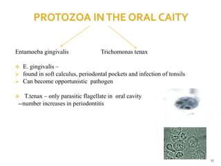 Entamoeba gingivalis Trichomonas tenax
 E. gingivalis –
 found in soft calculus, periodontal pockets and infection of tonsils
 Can become opportunistic pathogen
 T.tenax – only parasitic flagellate in oral cavity
--number increases in periodontitis
17
 