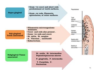 24
• Gram +ve cocci and short rods
predominant at tooth surfaces.
• Gram –ve rods, filaments,
spirochetes, at outer surfaces.
Supra gingival
• Filamentus microorganisms
dominate.
• Cocci and rods also present .
• Gram +ve rods and cocci:
• St. mitis, St. sangius
• A. Viscosus , naeslundii
• Eubacterium.
Sub gingival
Tooth associated
Subgingival Tissue
associated
St. oralis, St. intermedius
Peptostreptcoccus micros
P. gingivalis, P. intermedia
T. Forsythis, F.
Nucleatum
 