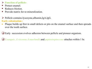  Function of pellicle-
 Protect enamel.
 Reduces friction.
 Provide matrix for re-mineralization.
 Pellicle contains-lysozyme,albumin,IgA,IgG.
Early colonisation :
 Plaque builds up first in small defects or pits on the enamel surface and then spreads
over the tooth surface.
 Early succession evolves adhesion between pellicle and pioneer organism.
 S.sanguis ,A.viscosus,A.naeslundii and peptostreptoccous attaches within 1 hr.
27
 