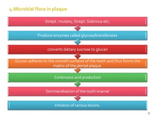 Initiation of carious lesions.
Demineralisation of the tooth enamel
Continuous acid production
Glucan-adheres to the smooth surfaces of the teeth and thus forms the
matrix of the dental plaque.
converts dietary sucrose to glucan
Produce enzymes called glycosyltransferases
Strept. mutans, Strept. Sobrinus etc.
33
 