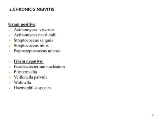 Gram positive:
 Actinomyces viscosus
 Actinomyces naeslundii
 Streptococcus sanguis
 Streptococcus mitis
 Peptosreptococcus micros
 Gram negative:
 Fusobactecterium nucleatum
 P. intermedia
 Veillonella parvula
 Wolinella
 Haemophilus species
37
 