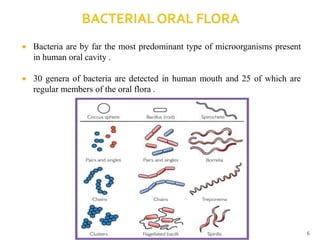  Bacteria are by far the most predominant type of microorganisms present
in human oral cavity .
 30 genera of bacteria are detected in human mouth and 25 of which are
regular members of the oral flora .
6
 