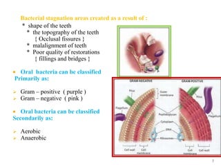 Bacterial stagnation areas created as a result of :
* shape of the teeth
* the topography of the teeth
{ Occlusal fissures }
* malalignment of teeth
* Poor quality of restorations
{ fillings and bridges }
 Oral bacteria can be classified
Primarily as:
 Gram – positive ( purple )
 Gram – negative ( pink )
 Oral bacteria can be classified
Secondarily as:
 Aerobic
 Anaerobic
7
 
