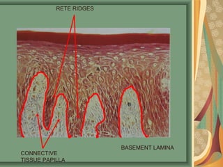 Tissue Ridges Oral Mucosa | PPT