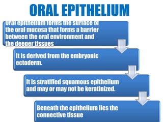 ORAL EPITHELIUM 
Oral epithelium forms the surface of 
the oral mucosa that forms a barrier 
between the oral environment and 
the deeper tissues 
It is derived from the embryonic 
ectoderm. 
It is stratified squamous epithelium 
and may or may not be keratinized. 
Beneath the epithelium lies the 
connective tissue 
 