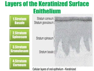 Layers of the Keratinized Surface 
Epithelium 
1.Stratum 
Basale 
2.Stratum 
Spinosum 
3.Stratum 
Granulosum 
4.Stratum 
Corneum 
 