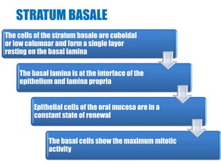 STRATUM BASALE 
The cells of the stratum basale are cuboidal 
or low columnar and form a single layer 
resting on the basal lamina 
The basal lamina is at the interface of the 
epithelium and lamina propria 
Epithelial cells of the oral mucosa are in a 
constant state of renewal 
The basal cells show the maximum mitotic 
activity 
 